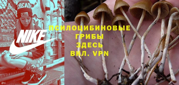 шишки Абаза